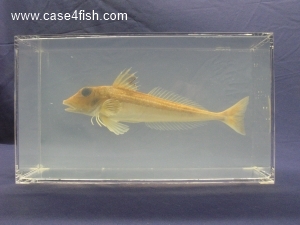 Foto Galerie/Perciformes/Triglioidei/Eutrigla gurnardus/Eutrigla gurnardus_02_S.jpg